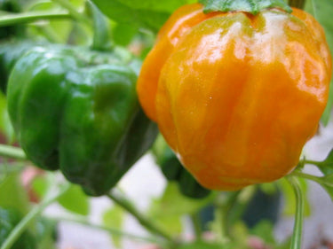 40 Orange SCOTCH BONNET PEPPER very hot Jamaican Capsicum Annuum Vegetable Seeds
